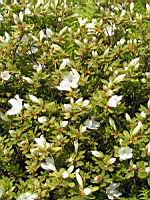 Rhododendron Liliiflorum (fam. Ericacees) (Chine) (13) (Photo F. Mrugala)